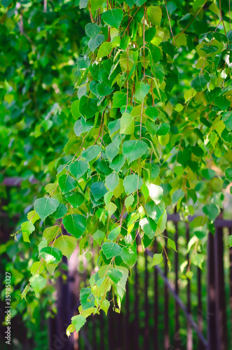 Birch branch with green leaves.