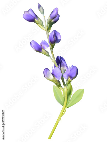 Blue wild indigo inflorescence, mesh illustration, vector
 photo
