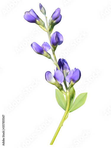 Blue wild indigo inflorescence, mesh illustration, vector
