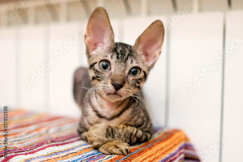 A Cornish Rex kitten warms near the battery. The cat lies on a towel