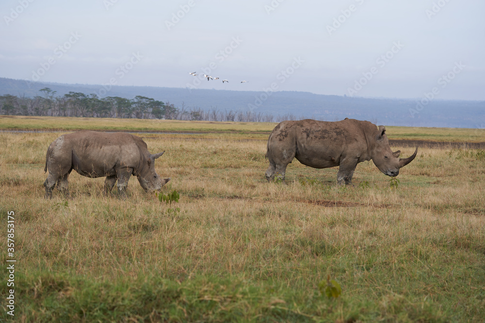 Fototapeta premium Rhino Baby and Mother- Rhinoceros with Bird White rhinoceros Square-lipped rhinoceros Ceratotherium simum 