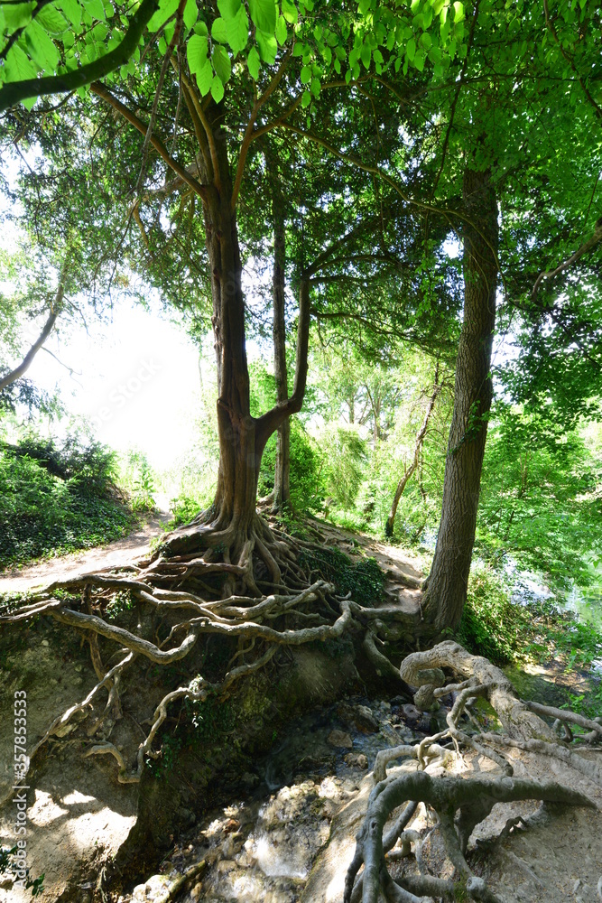 Tree roots at a pond in Surrey.