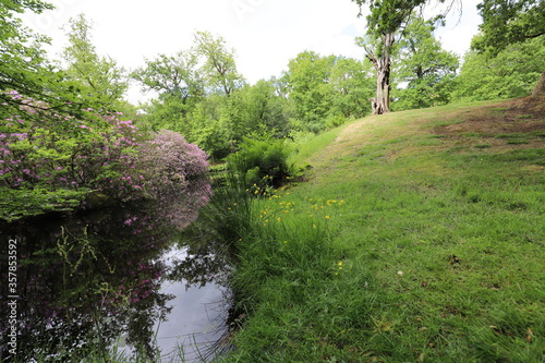 Beautiful nature in a green summer city park on the edge of a pond such as rhodendron shrubs and forest ferns. photo