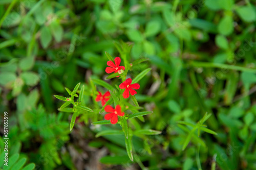 Beautiful red tropical single flower of Witchweed (Striga asiatica) in a green lush field, Seychelles photo