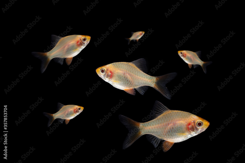Obraz premium small barb fish isolated on balck background