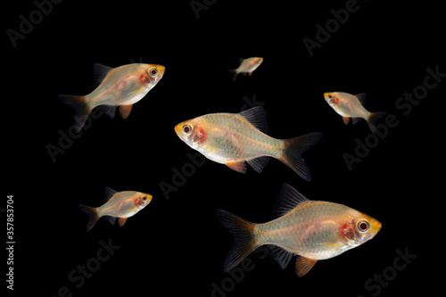 small barb fish isolated on balck background