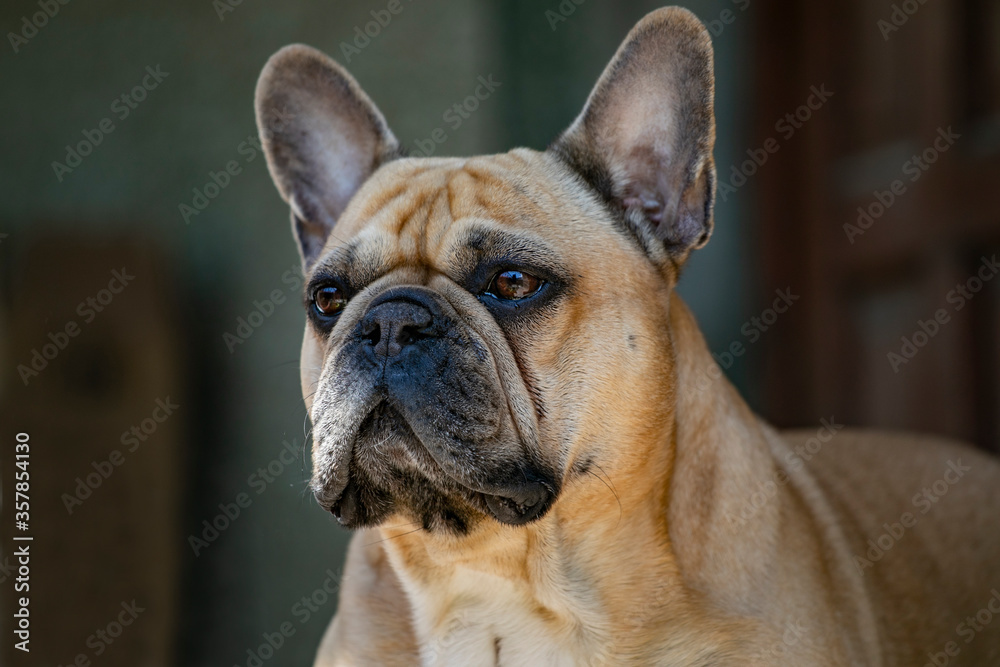french bulldog portrait Французский бульдог. 4 года королевская порода. Добрый друг. Любимый малыш