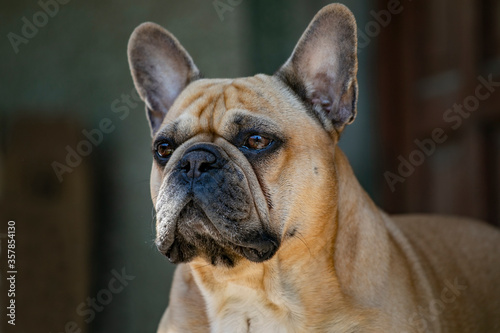 french bulldog portrait Французский бульдог. 4 года королевская порода. Добрый друг. Любимый малыш © Ирина Бекиш