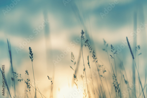 Wild grass in the forest at sunset. Macro image, shallow depth of field. Abstract summer nature background. Vintage filter photo