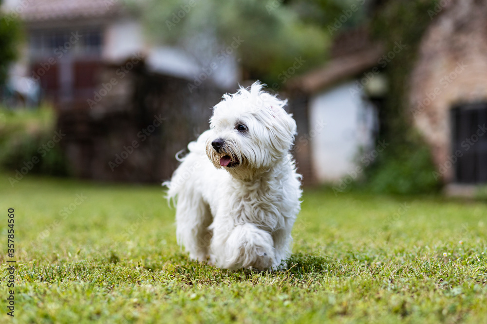 Maltese dog on a spring day Maltese dog on a spring day