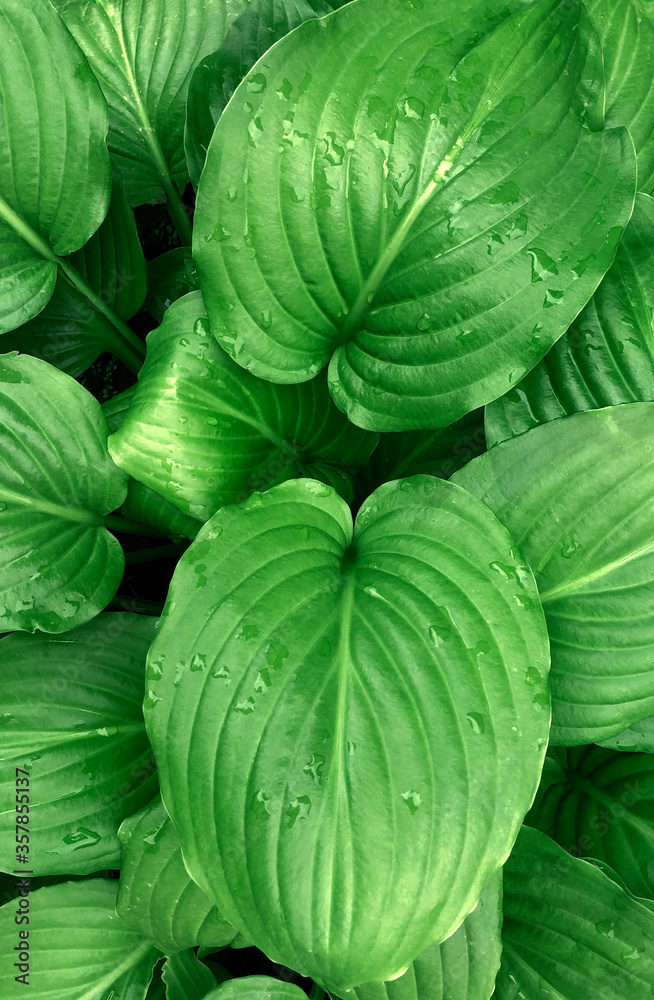 Fototapeta premium Tropical green leaves background nature summer rain drop forest plant
