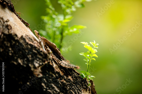 Young tree sapling growing on trunk of tree on blur green background, new life or rebirth concept