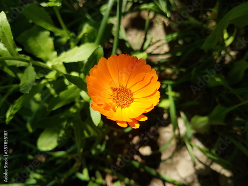 Cosmos sulphureus
