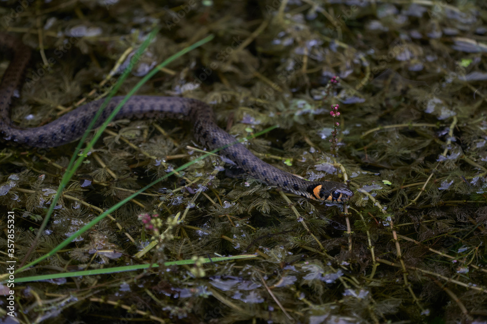Obraz premium Gras Snake in Lake Natrix Natrix Portrait