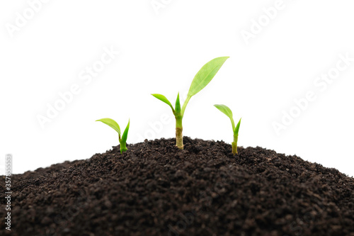 Group of green young plant sprout growing out from the soil