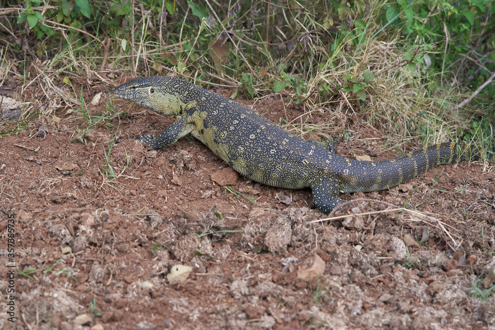 Nile monitor Varanus niloticus large member of monitor family Varanidae Nile monitor Varanus niloticus large member of monitor family Varanidae
