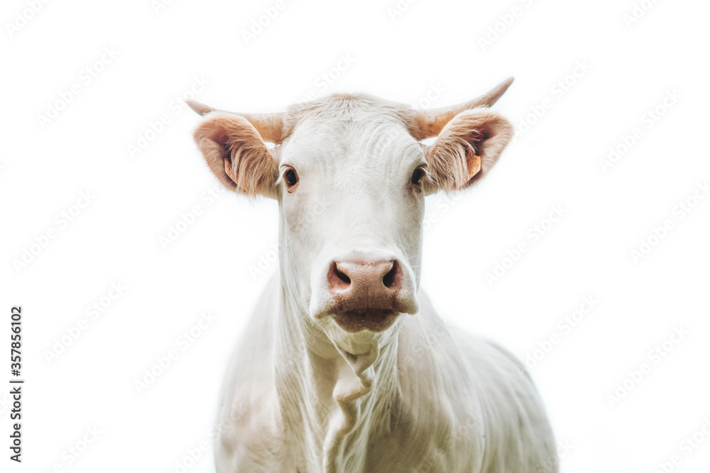white cow with horn on a white background
