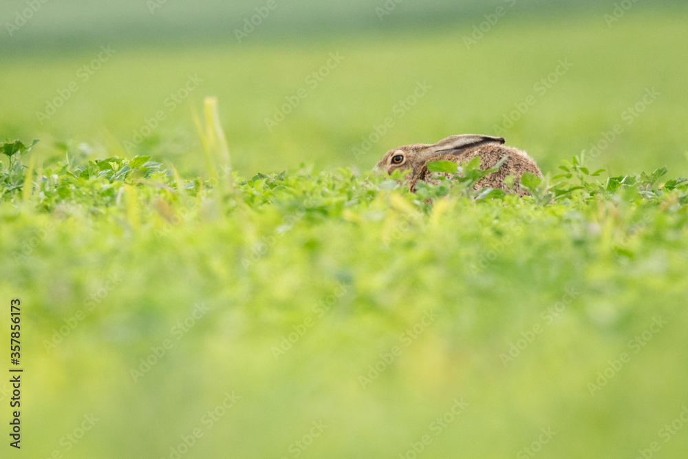 Bron hare in field