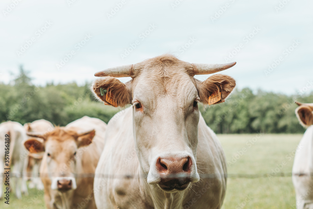 brown cow with horn in a field brown cow with horn in a field