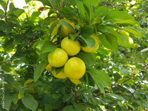 plun on branch