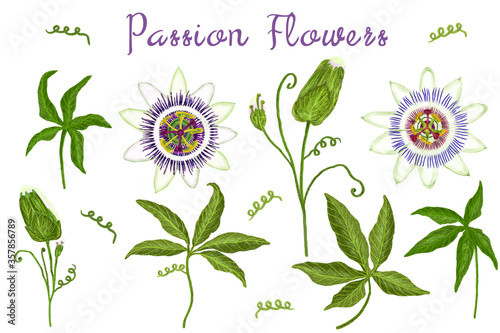 Wallpaper Mural Set of passion flowers with buds and leaves, illustration Torontodigital.ca