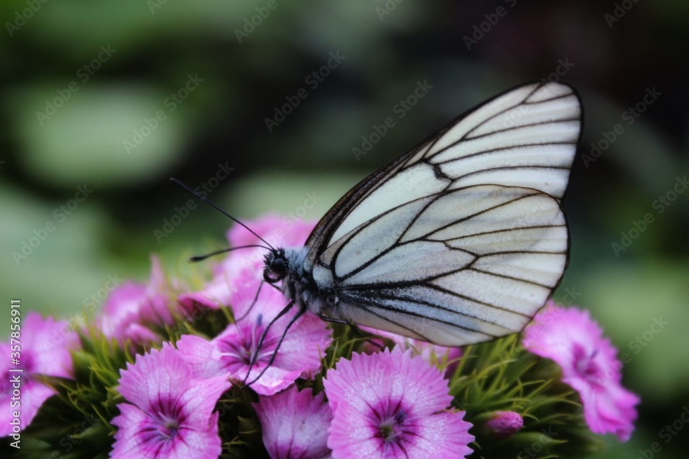 butterfly on flower butterfly on flower