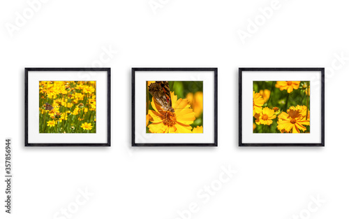 Three frames set with yellow flowers pictures, black wooden frameworks isolated on white wall
