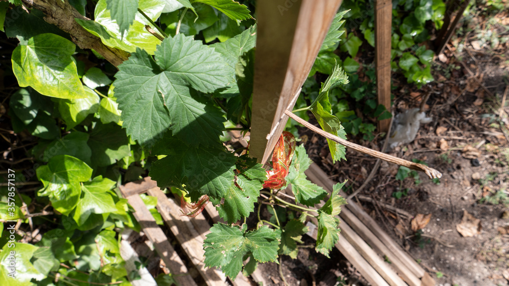 Fototapeta premium Leaves of a YOUNG NORTHDOWN Hops Sprout