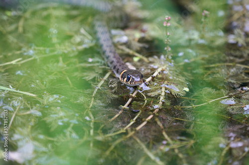 Gras Snake in Lake Natrix Natrix Portrait