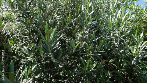 leaves of an olive tree