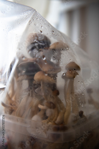home made magic mushrooms