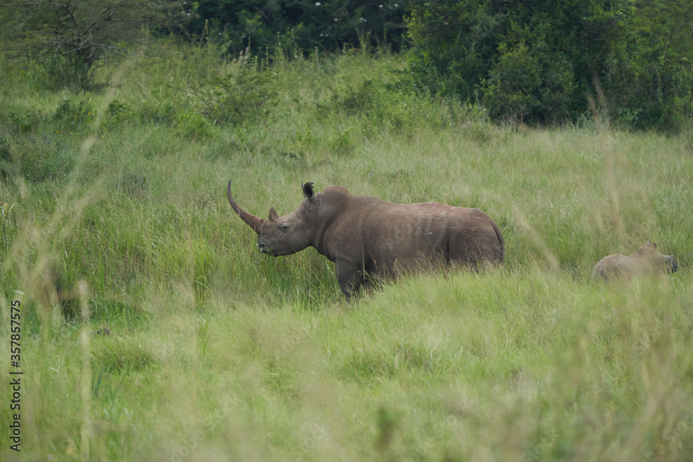 Obraz premium Rhino Baby and Mother- Rhinoceros with Bird Black rhinoceroshook-lipped rhinoceros Diceros bicornis
