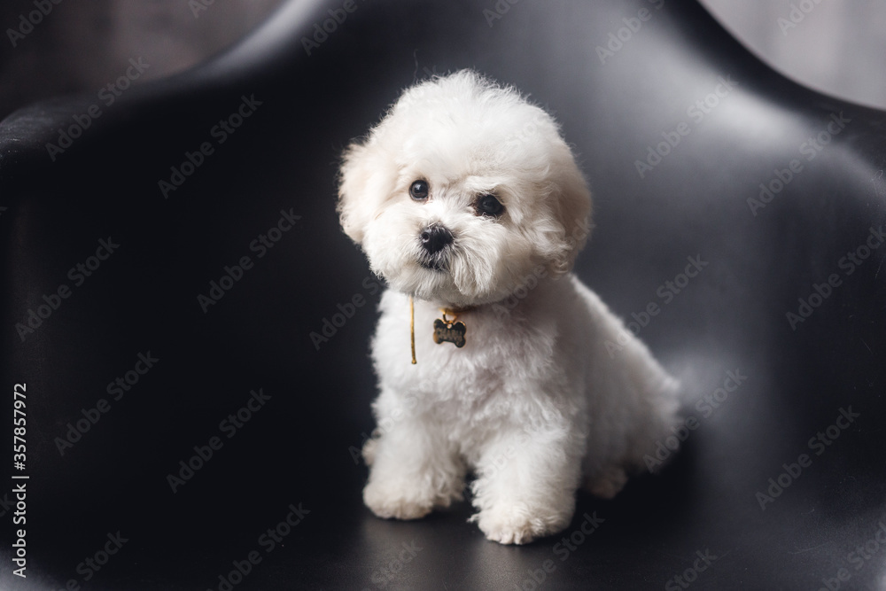 A little white Bichon Frize look in camera