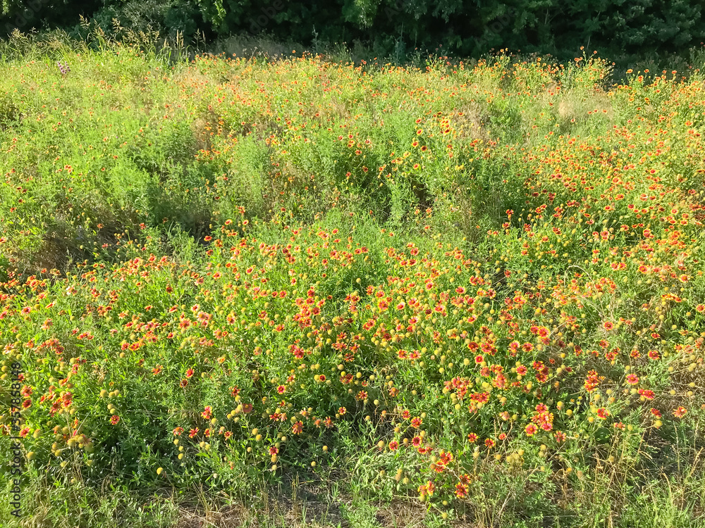 Blooming Indian Blanket wildflower field with warm light at springtime in Coppell, Texas, USA Blooming Indian Blanket wildflower field with warm light at springtime in Coppell, Texas, USA