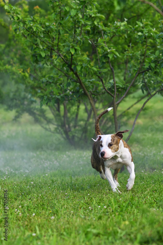 American staffordshire terrier or amstaff or stafford. Portrait of a dog. © Oleg Znamenskiy