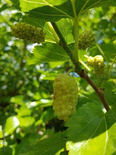 white berry