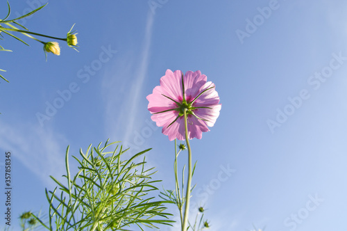 This is the Cosmos Garden.