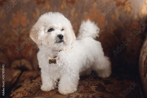 A little white Bichon Frize look away