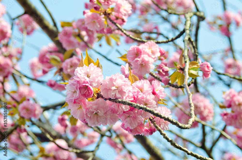 Kanzan Sakura : Cherry blossom in Japan Kanzan Sakura : Cherry blossom in Japan