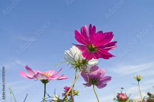 This is the Cosmos Garden.