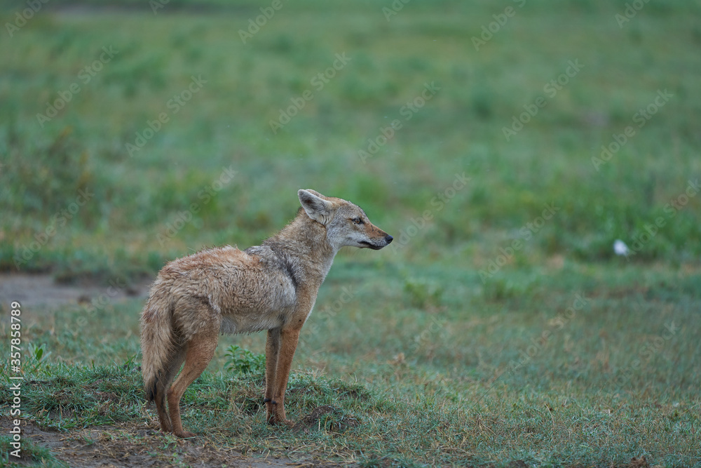 Golden Jackal Canis Aureus Safari Wild Portrait Golden Jackal Canis Aureus Safari Wild Portrait