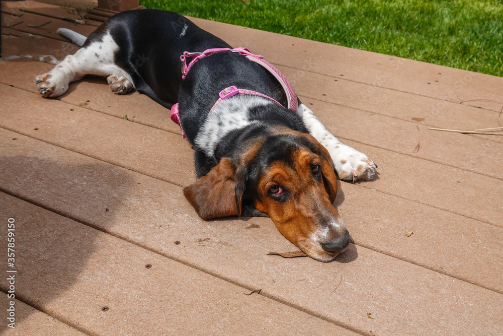 A sad basset hound resting on a brown wooden deck