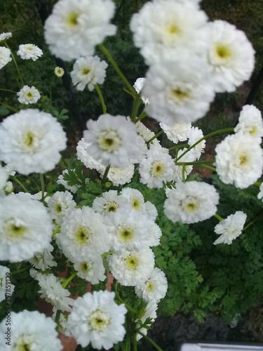 white color small flower bunch