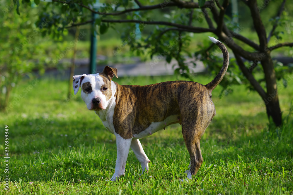 American staffordshire terrier or amstaff or stafford. Portrait of a dog.