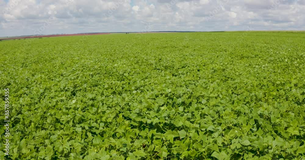 Agribusiness - Aerial image bean plantation, green pod before being clohida, beautiful image with blue sky, green bean pod - Agriculture Agribusiness - Aerial image bean plantation, green pod before being clohida, beautiful image with blue sky, green bean pod - Agriculture