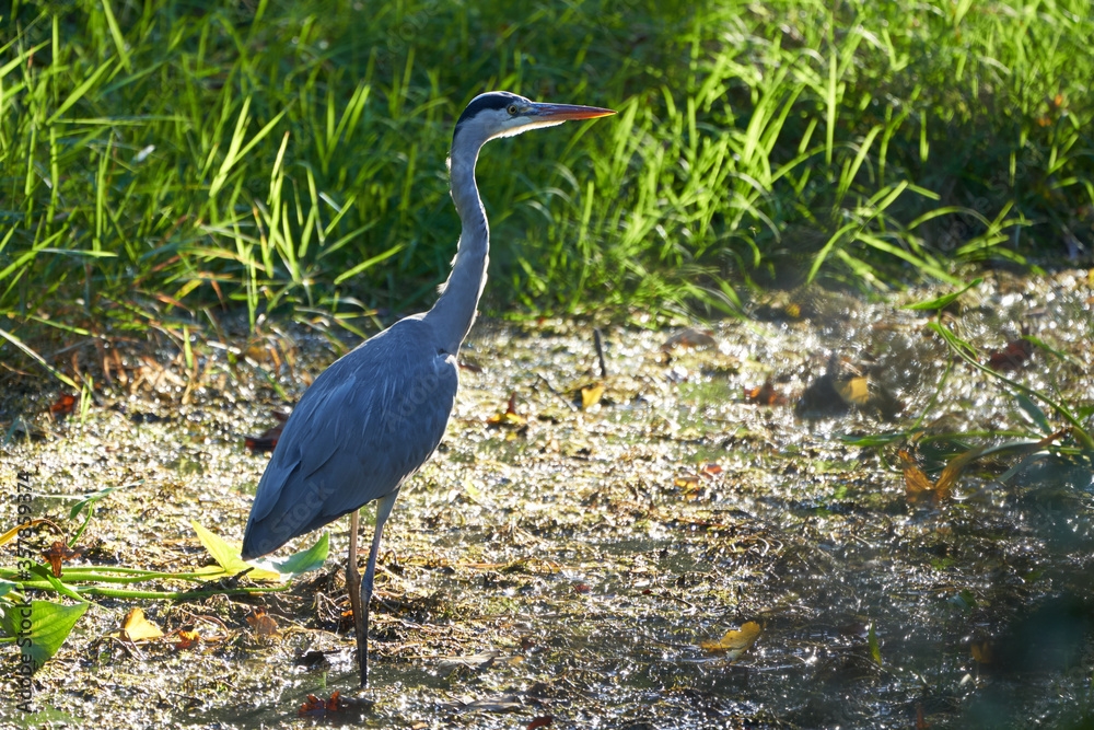 Grey heron Ardea cinerea long legged predatory wading bird heron fishing eating bird Grey heron Ardea cinerea long legged predatory wading bird heron fishing eating bird