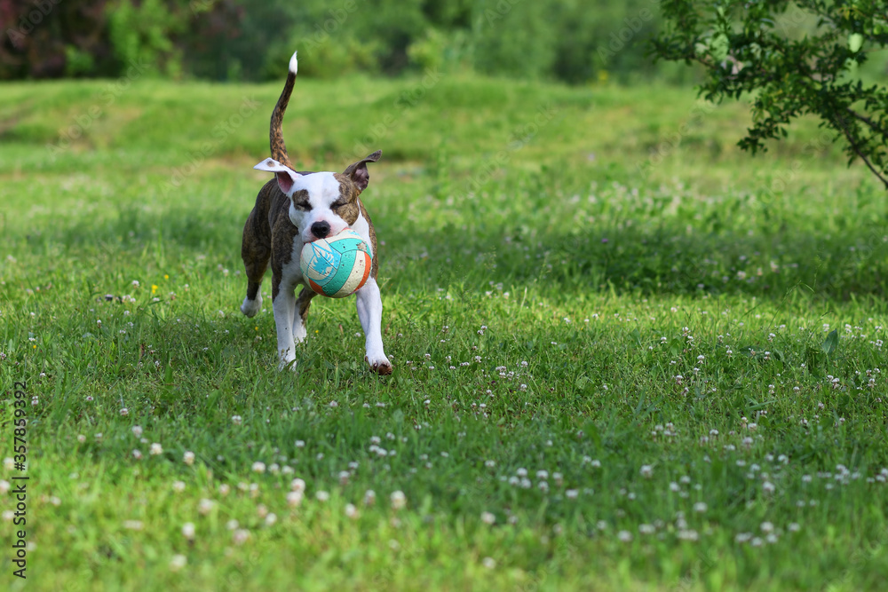 American staffordshire terrier or amstaff or stafford. Portrait of a dog.