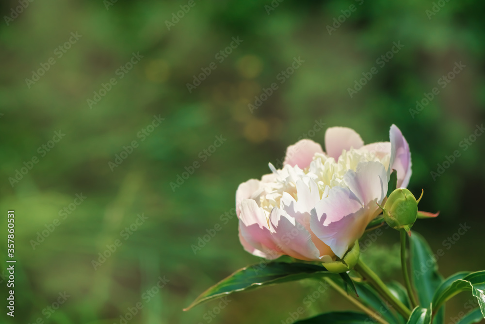 delicate pink flower of peony in the sunlight delicate pink flower of peony in the sunlight
