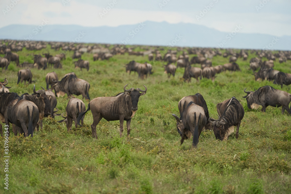 Great Migration Serengeti Gnu Wildebeest Zebra Connochaetes taurinus Great Migration Serengeti Gnu Wildebeest Zebra Connochaetes taurinus