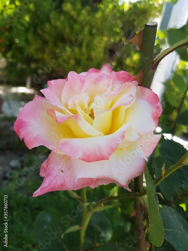 pink rose in the garden
